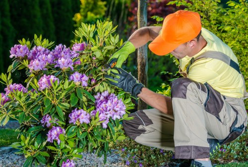 A gardener wearing a bright orange cap, a yellow and grey work jacket, and green gloves is kneeling beside a lush, flowering shrub with vibrant purple blooms. The shrub is situated in a well-maintained garden with a mixture of green foliage and other plants visible in the background, suggesting a landscaped outdoor space typical of residential gardens in Forest Gate. The garden features a combination of flower beds, mature trees, and possibly a paved pathway or gravel surface. The gardener appears to be tending to the plant, possibly pruning or inspecting the flowers, with the natural daylight illuminating the scene. The surrounding area indicates a tidy and cared-for yard, representative of professional gardening services offered by Garden Maintenance Forest Gate, which includes hedge trimming, planting, and general garden upkeep within the local area and postcode of E7.