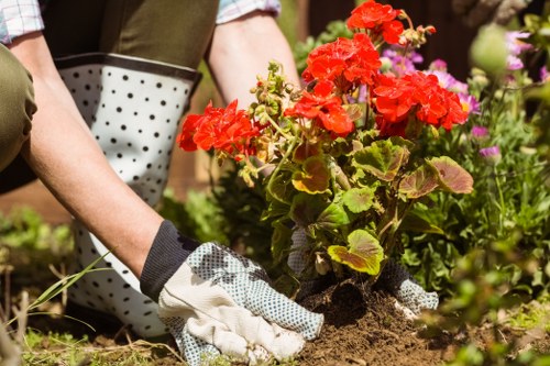 A person wearing gardening gloves is planting a red geranium in a well-maintained garden bed with dark, moist soil. Surrounding the planting area are various flowering plants and shrubs, with some pink and purple blooms visible in the background. The garden features a tidy, landscaped layout with a grassy lawn edge and paving stones nearby, indicating a cared-for outdoor space typical of residential gardens in Forest Gate. The environment appears to be outdoors on a sunny day, with natural light illuminating the vibrant colors of the flowers and green foliage. This scene reflects professional gardening activities that a garden maintenance service like Garden Maintenance Forest Gate might carry out to enhance the beauty and health of local gardens, incorporating planting and soil preparation. The garden space is bordered by plant borders and includes diverse plant life, with attention to detail evident in the healthy condition of the plants and the careful planting method. The overall setting suggests a small to medium-sized front or back garden designed for aesthetic appeal and outdoor enjoyment.